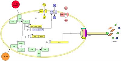 Transcriptome Analyses of Chicken Primary Macrophages Infected With Attenuated Salmonella Typhimurium Mutants